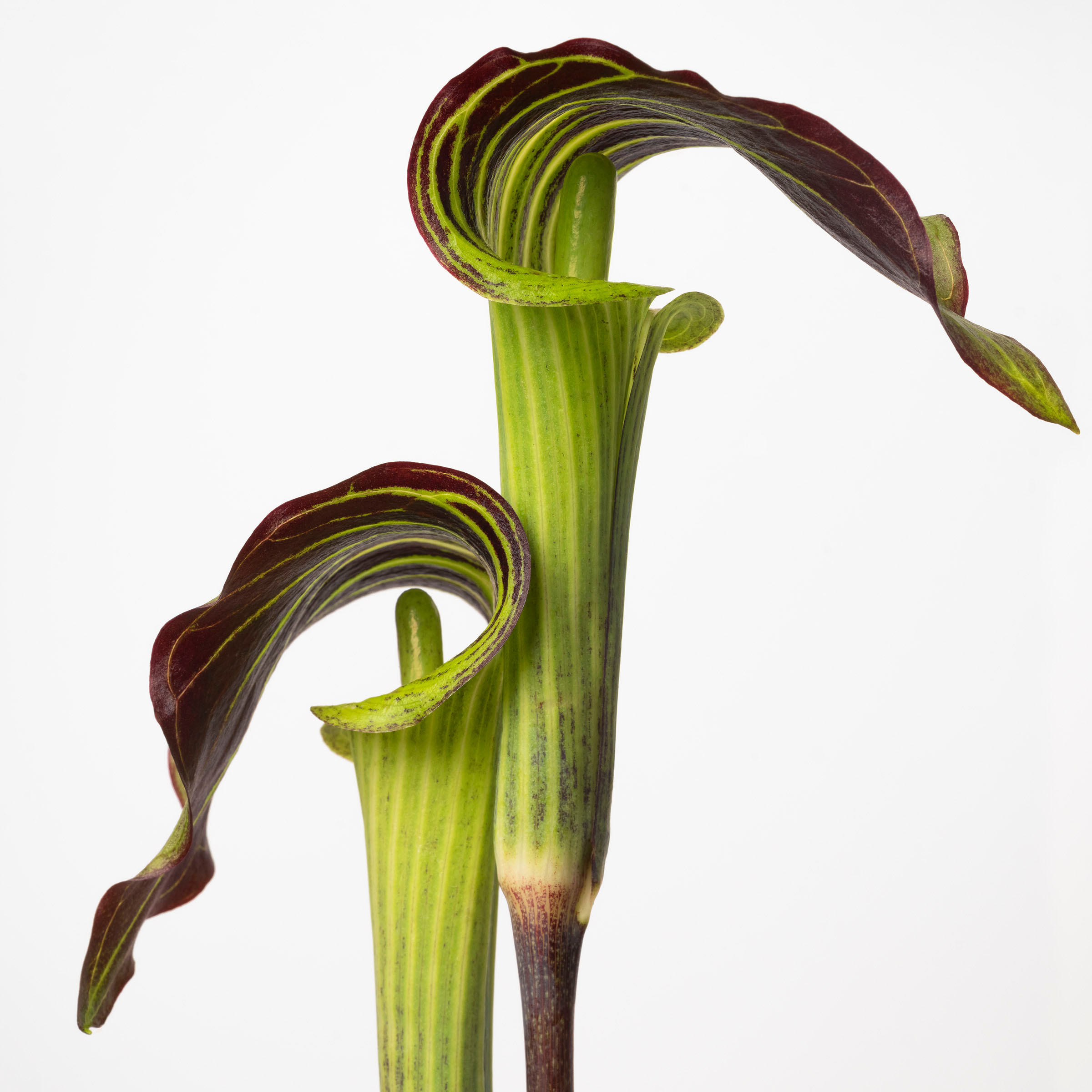 Sharon Core, Flowering at Yancey Richardson, photo 6