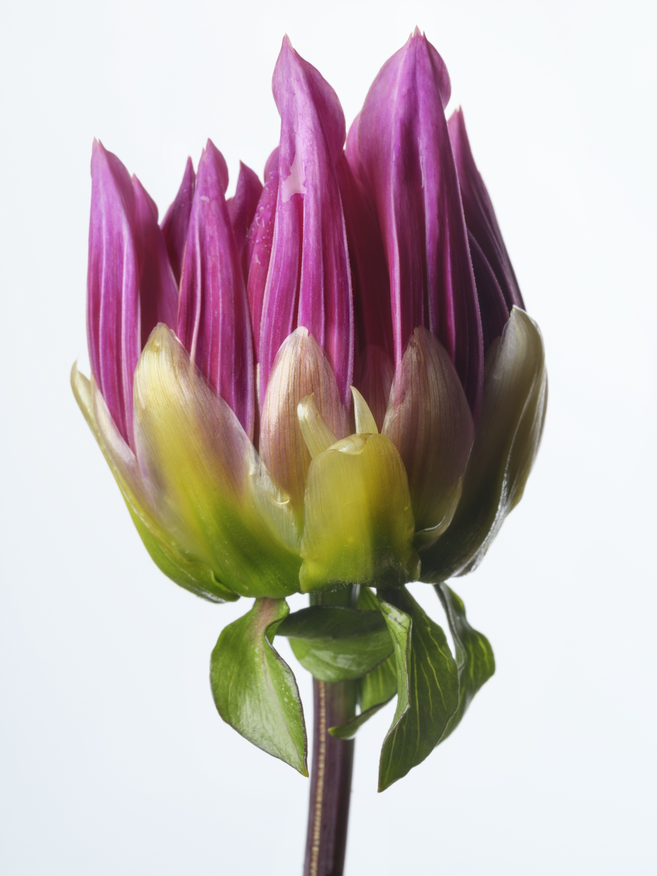 Sharon Core, Flowering at Yancey Richardson, photo 4