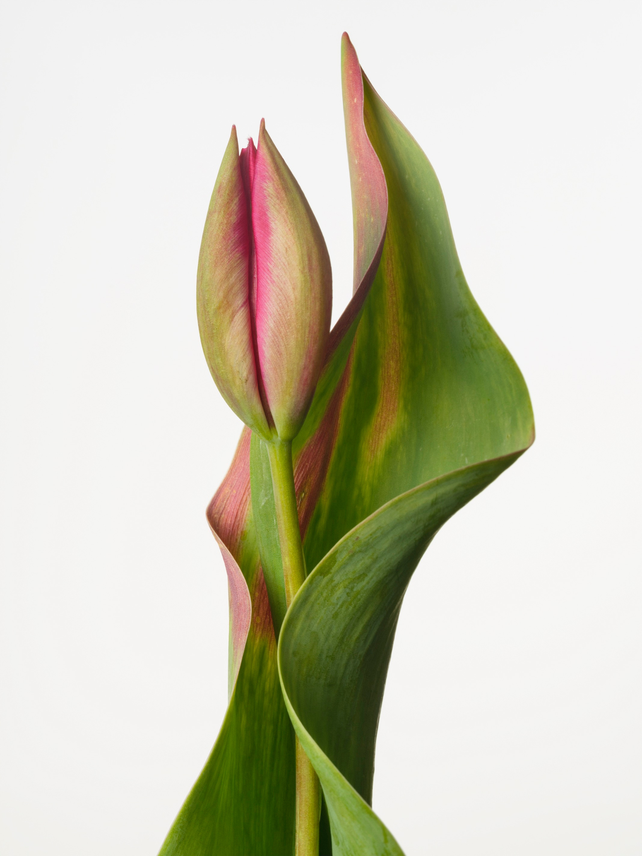 Sharon Core, Flowering at Yancey Richardson, photo 9