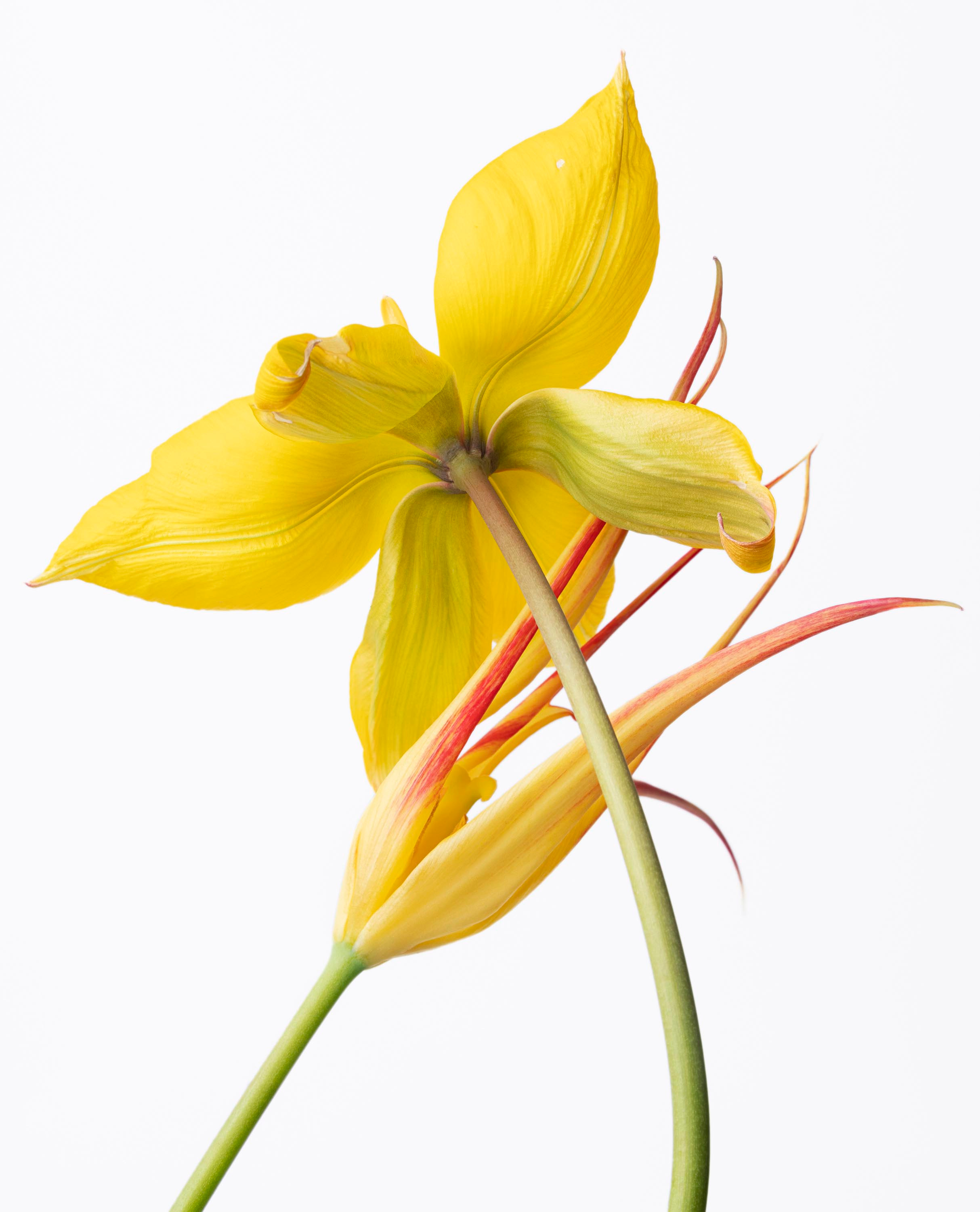 Sharon Core, Flowering at Yancey Richardson, photo 7