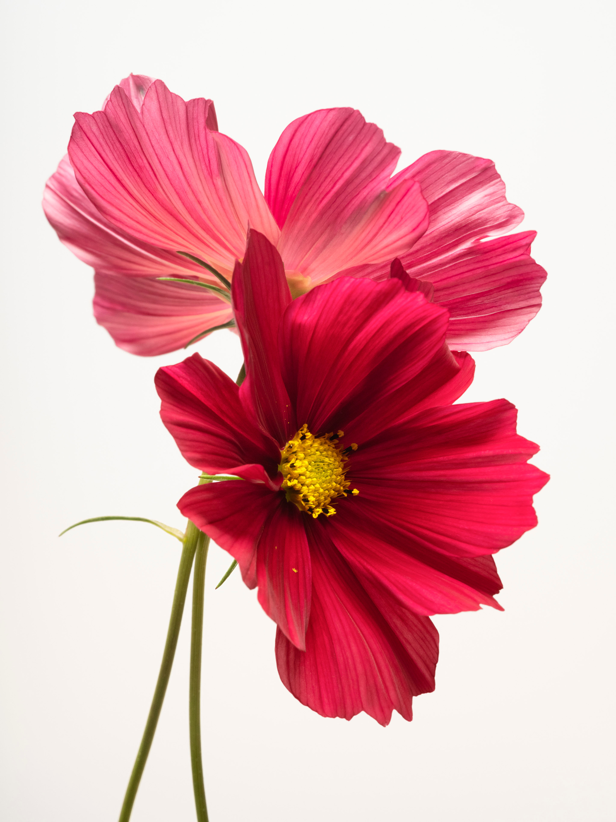 Sharon Core, Flowering at Yancey Richardson, photo 3