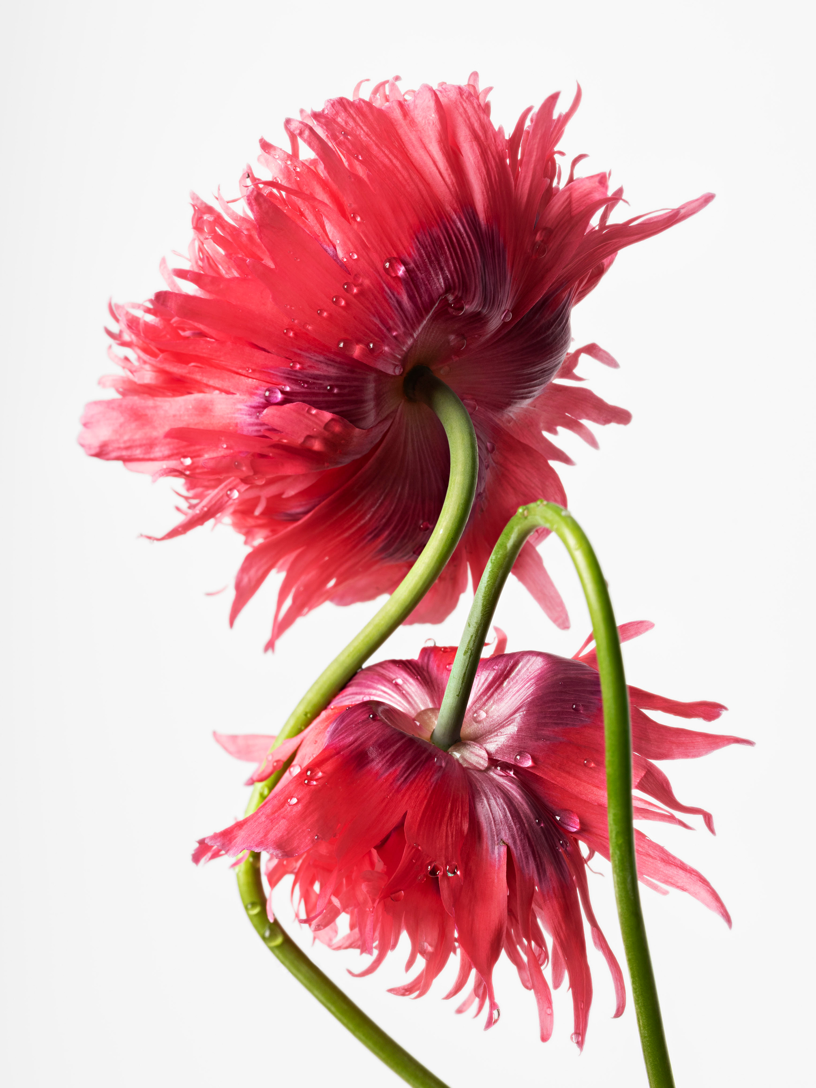 Sharon Core, Flowering at Yancey Richardson, photo 2