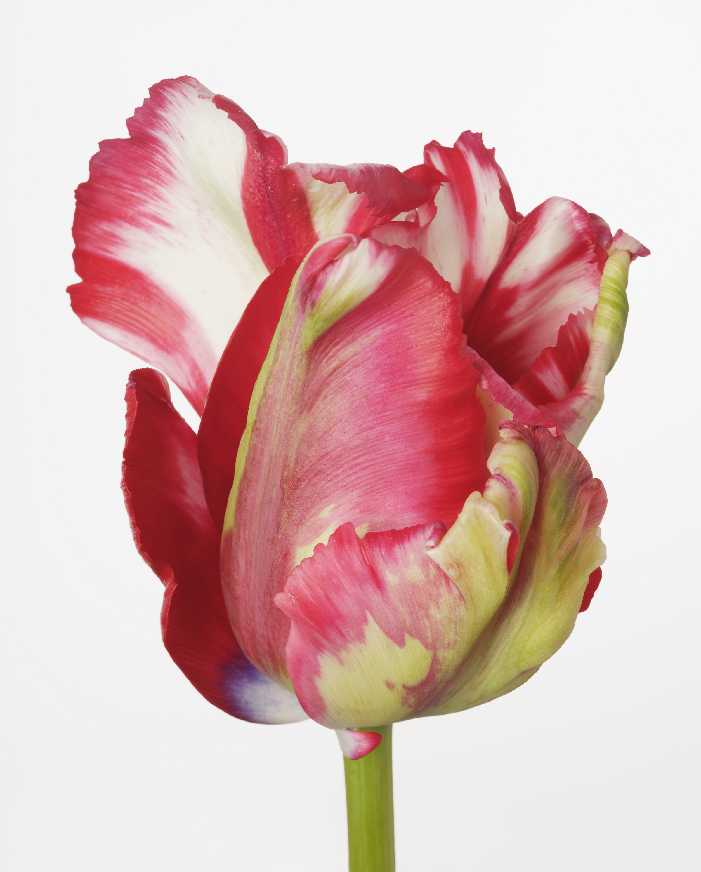 Sharon Core, Flowering at Yancey Richardson, photo 5