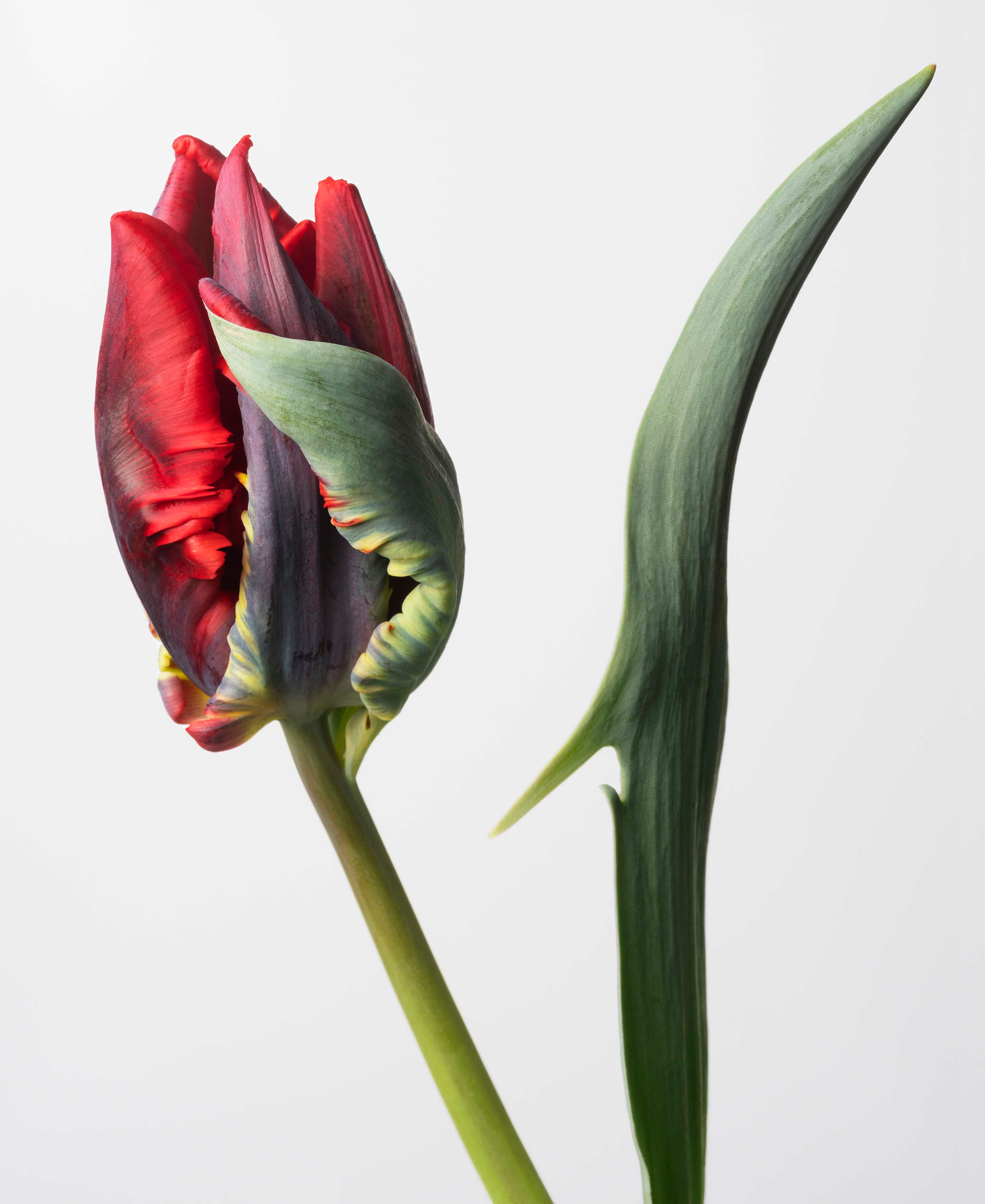 Sharon Core, Flowering at Yancey Richardson, photo 8
