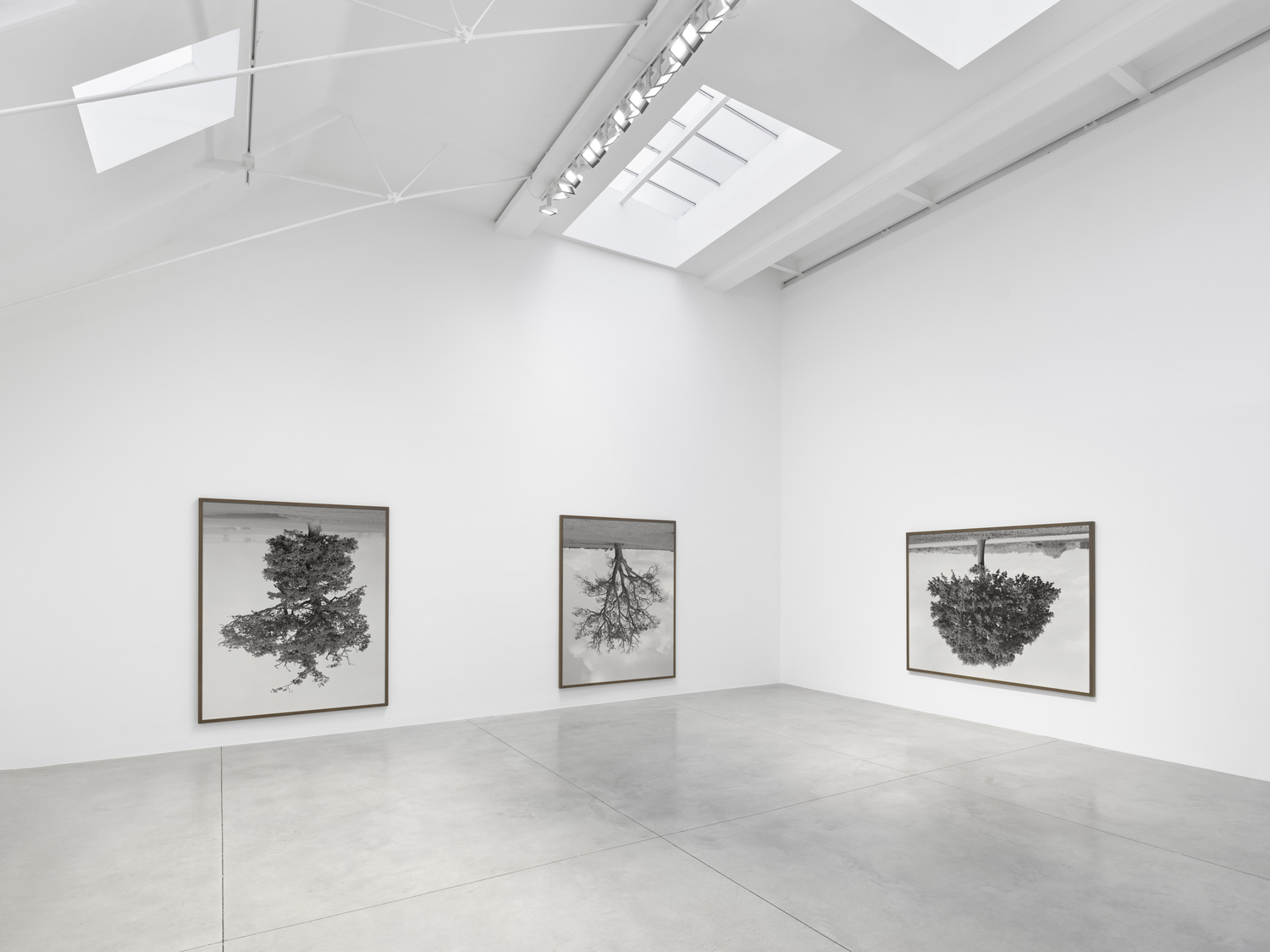 Rodney Graham, Who Does Not Love a Tree? at Lisson, photo 2