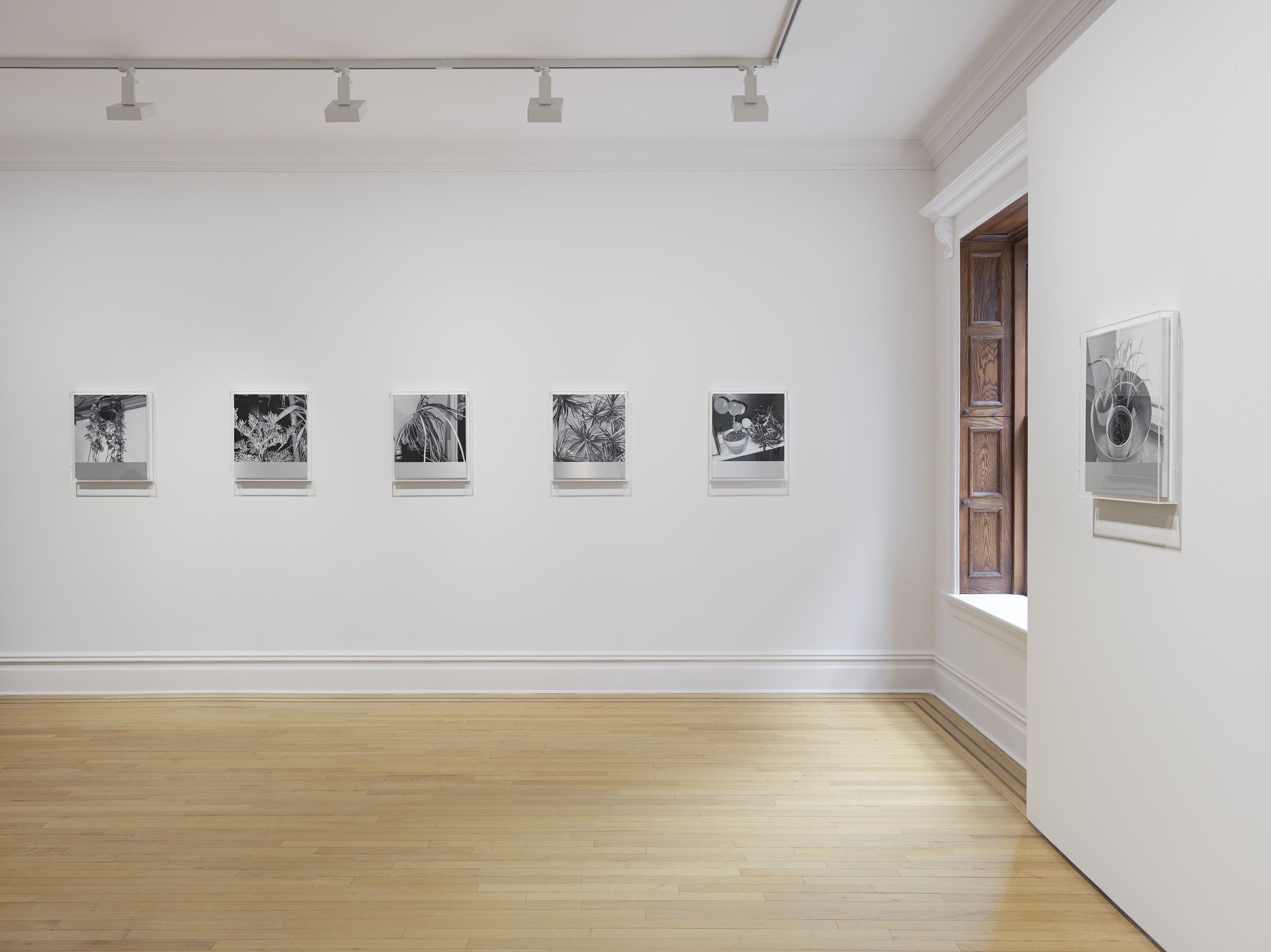 James White, House Plant Paintings at Rodder, photo 2