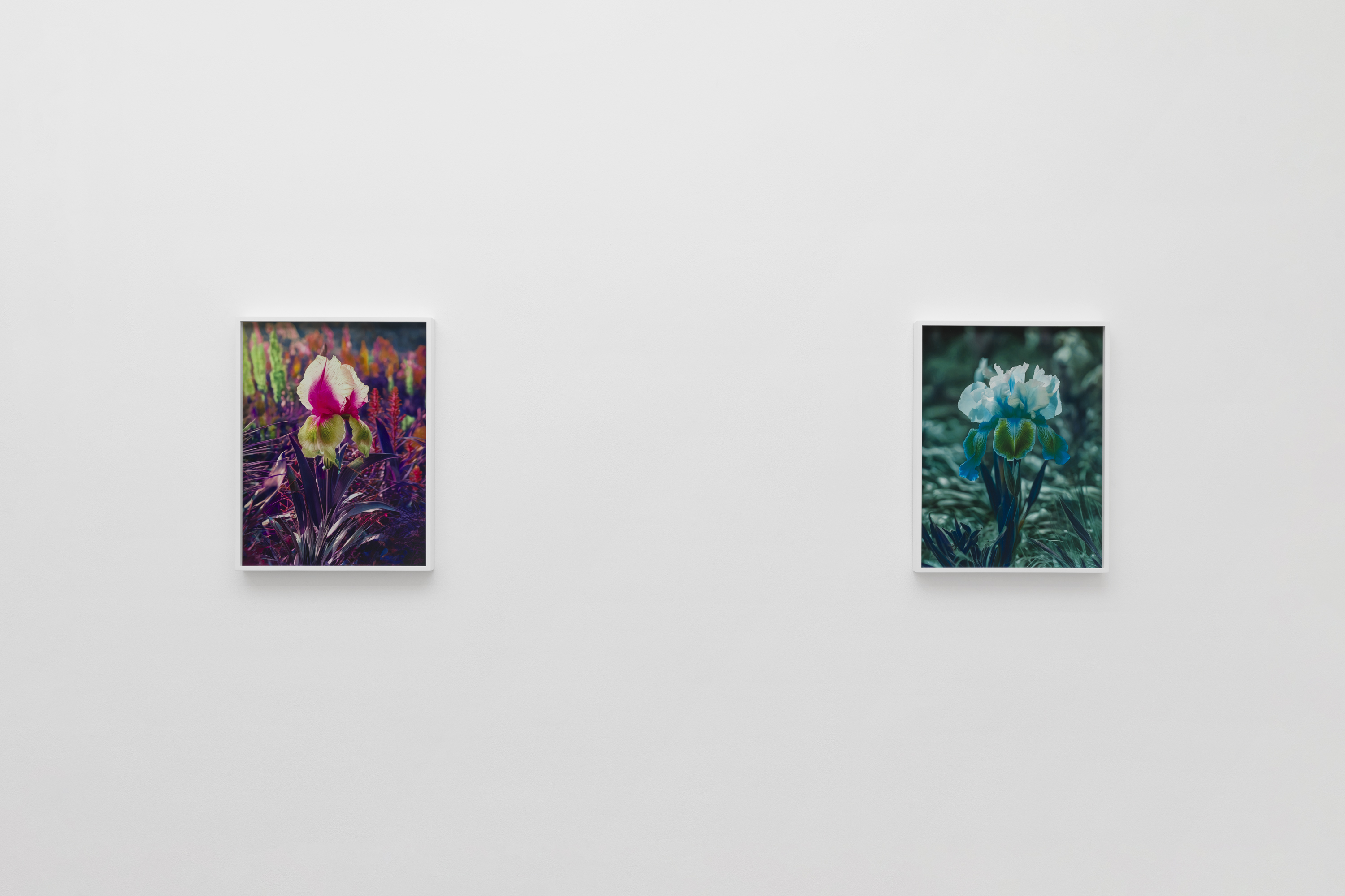 Lisa Oppenheim, Portraits/Hybrids at The Approach, photo 2