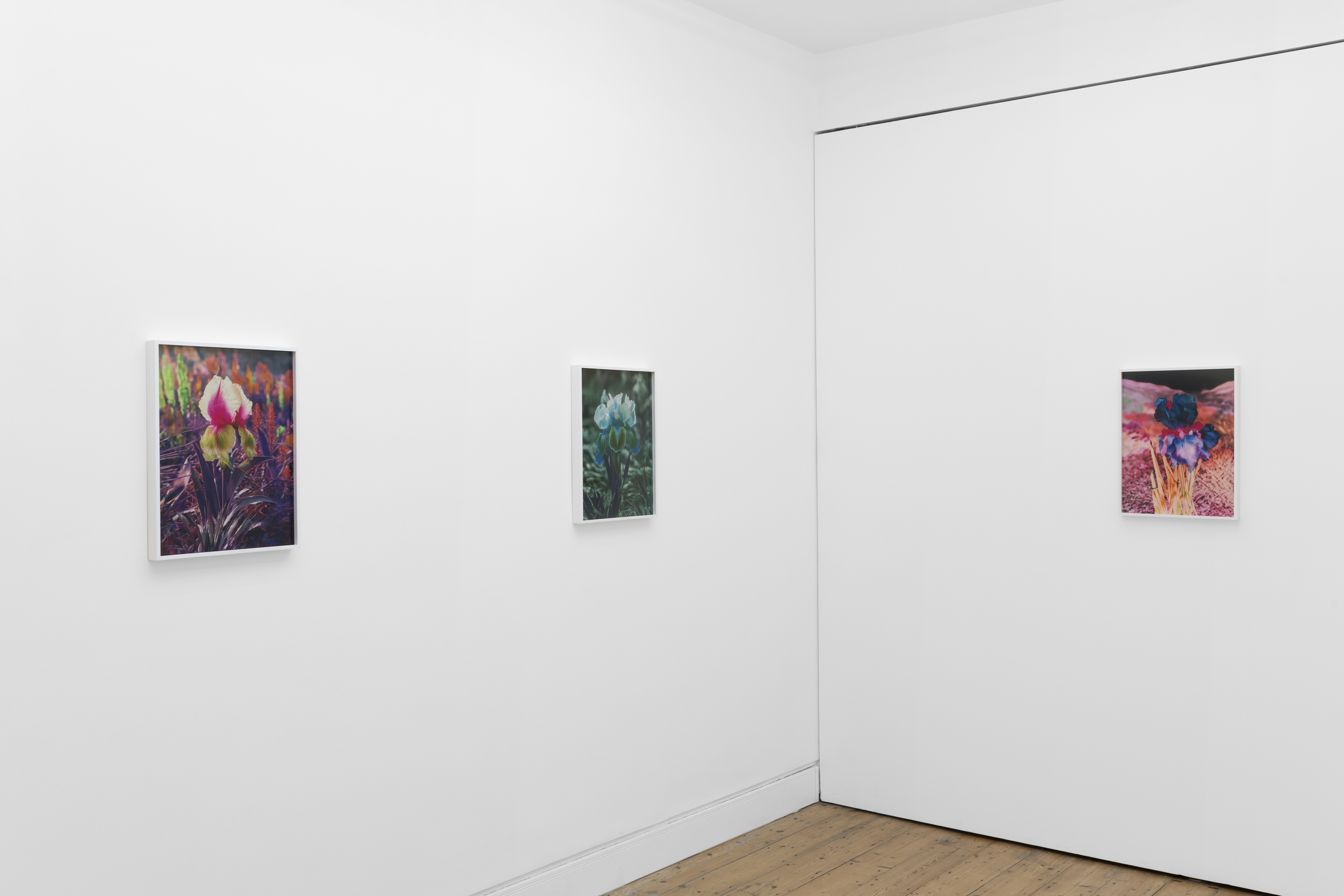 Lisa Oppenheim, Portraits/Hybrids at The Approach, photo 3