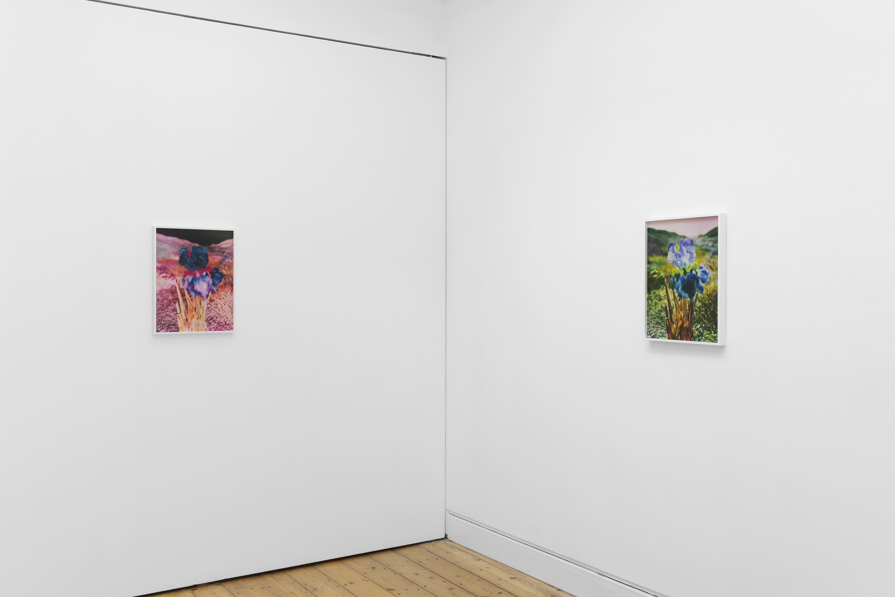 Lisa Oppenheim, Portraits/Hybrids at The Approach, photo 4