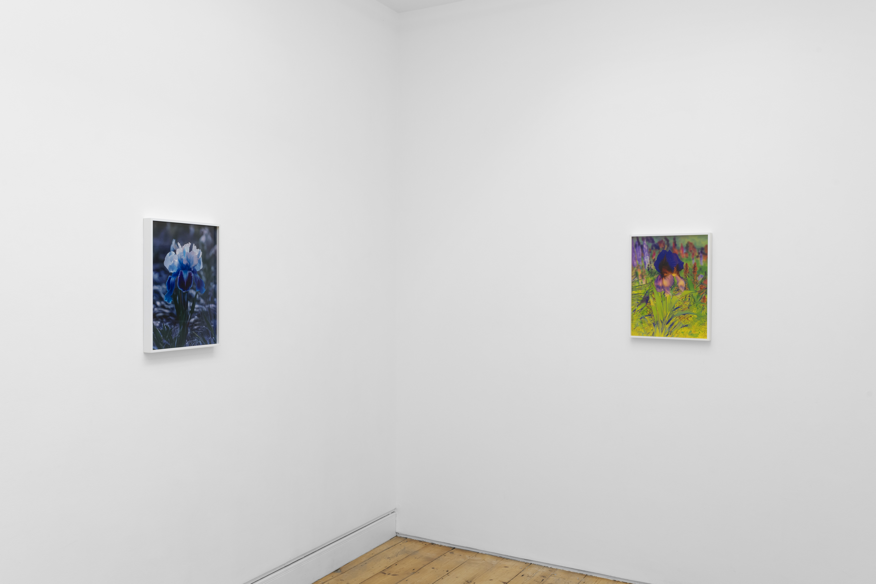 Lisa Oppenheim, Portraits/Hybrids at The Approach, photo 6