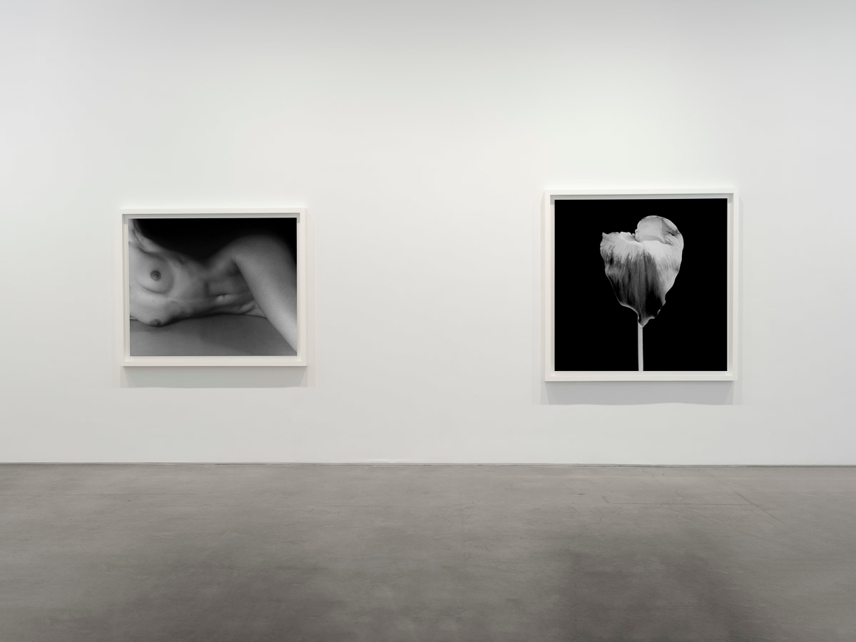 Robert Mapplethorpe, image 6 of 7