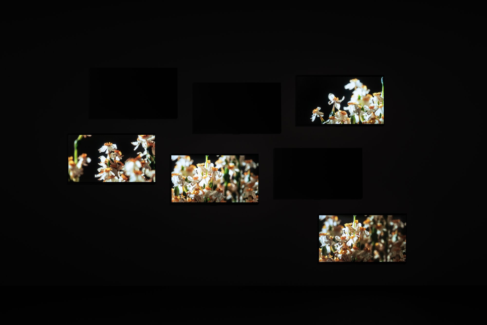 Amar Kanwar, image 3 of 4