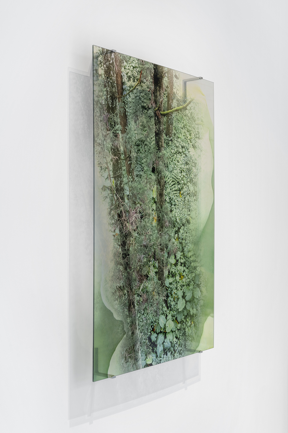 Janet Laurence, Once Were Forests at Cassandra Bird, photo 4