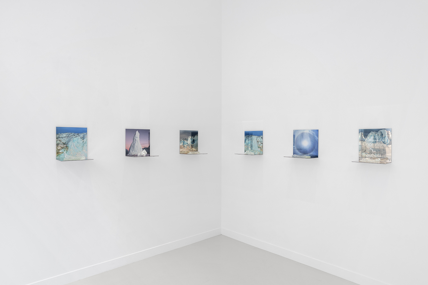 Janet Laurence, Once Were Forests at Cassandra Bird, photo 6