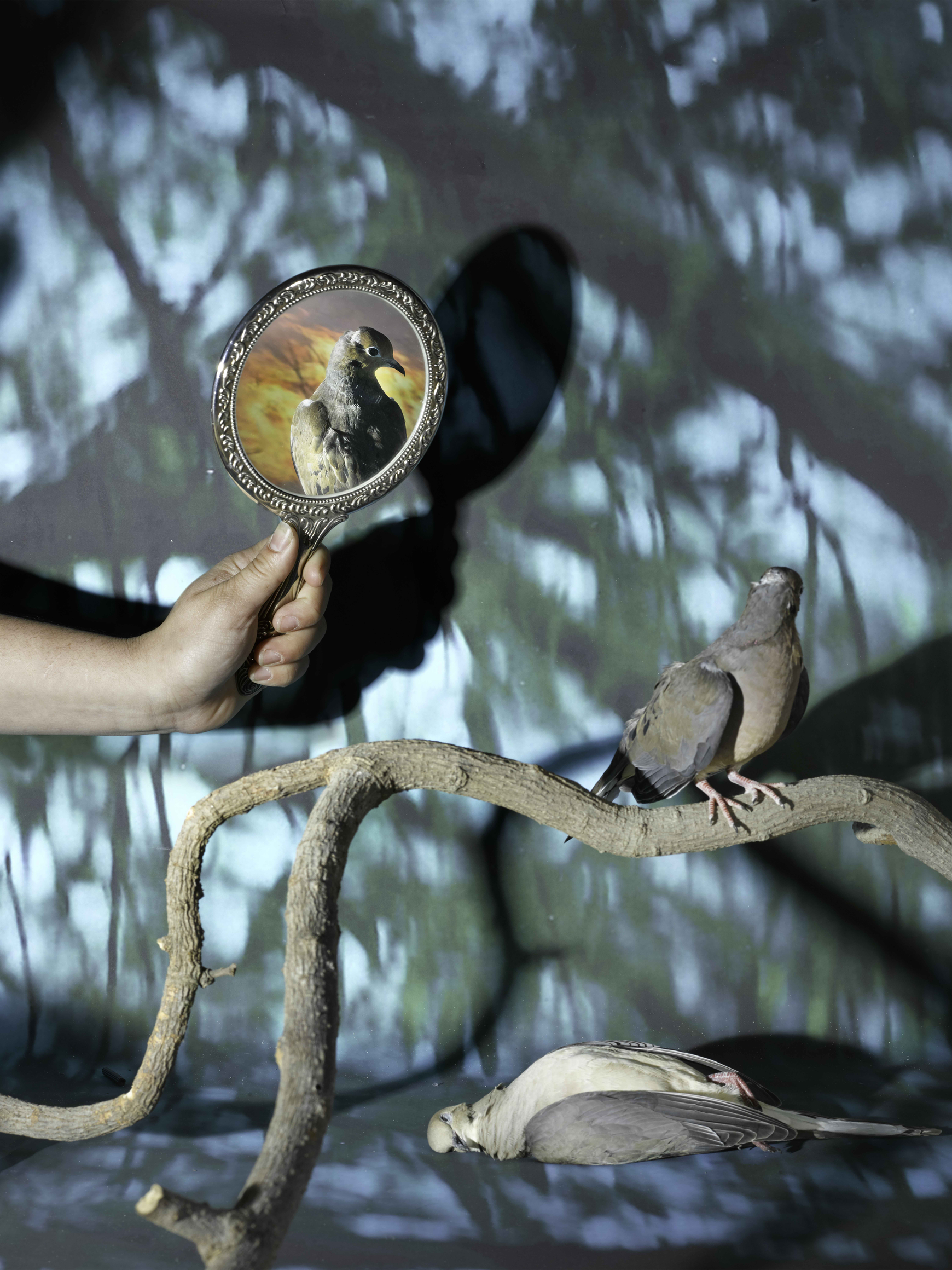Sheida Soleimani, Forest of Stars, at Yancey Richardson
