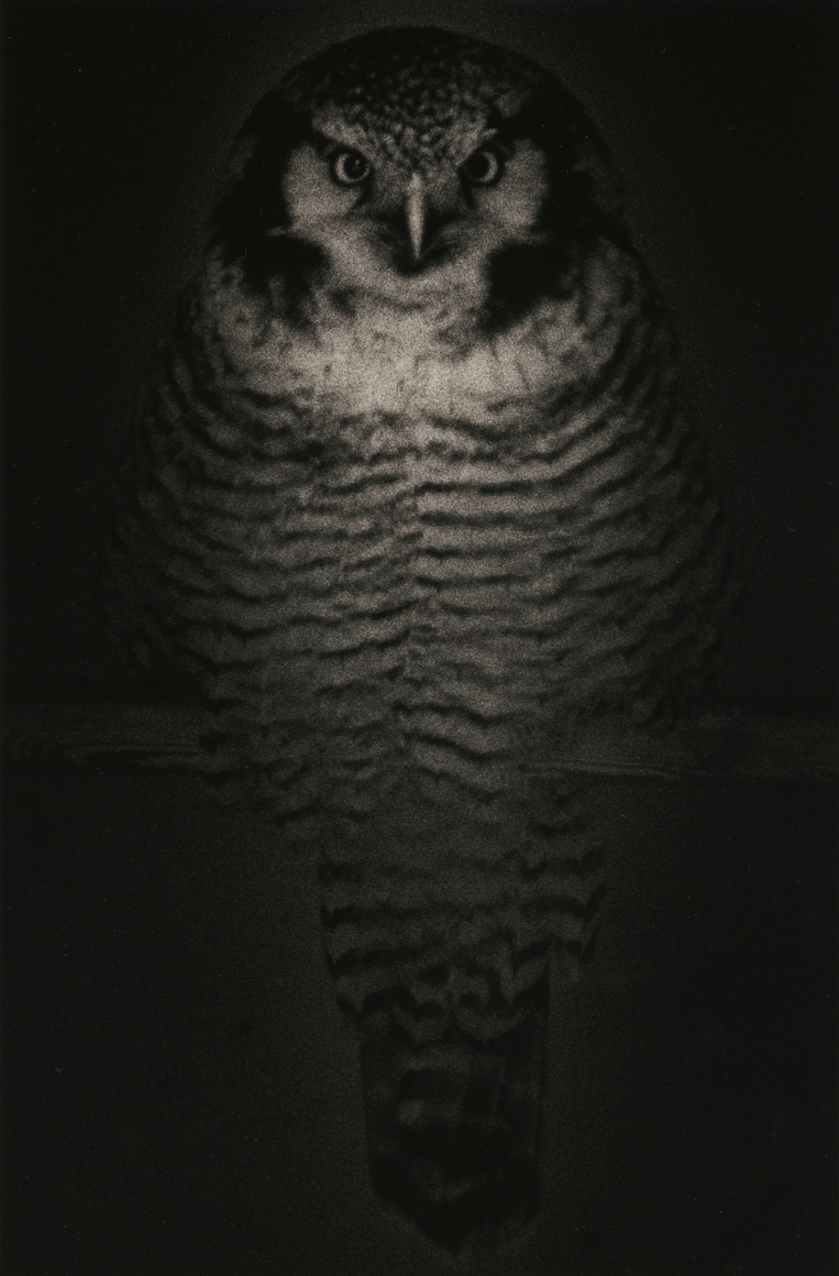 Yamamoto Masao, Ten Owls at Yancey Richardson, photo 2