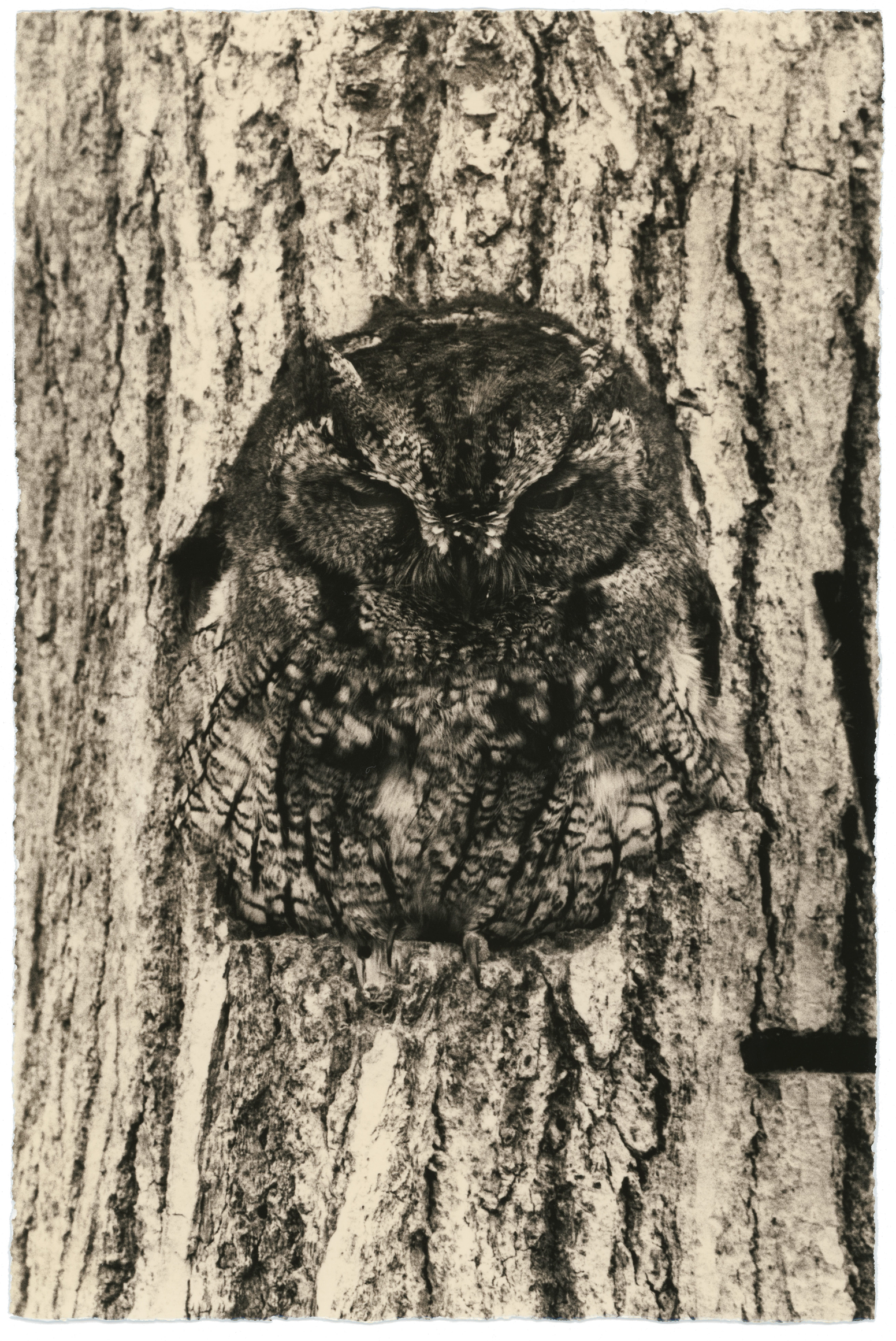 Yamamoto Masao, Ten Owls at Yancey Richardson, photo 4