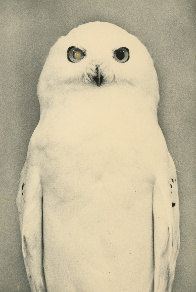 Yamamoto Masao, Ten Owls at Yancey Richardson, photo 5