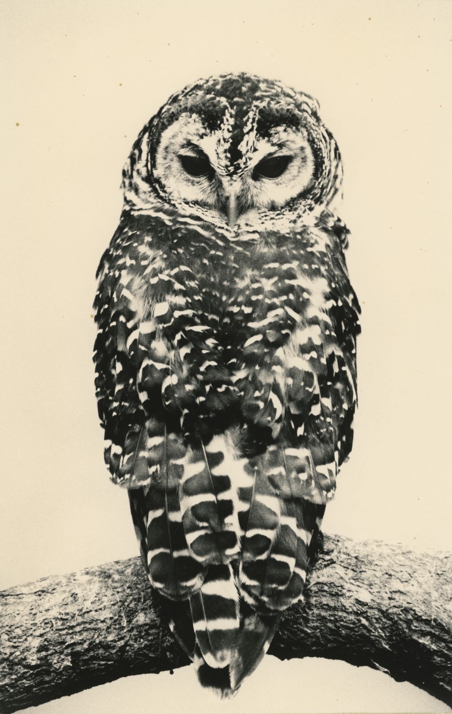 Yamamoto Masao, Ten Owls at Yancey Richardson, photo 6