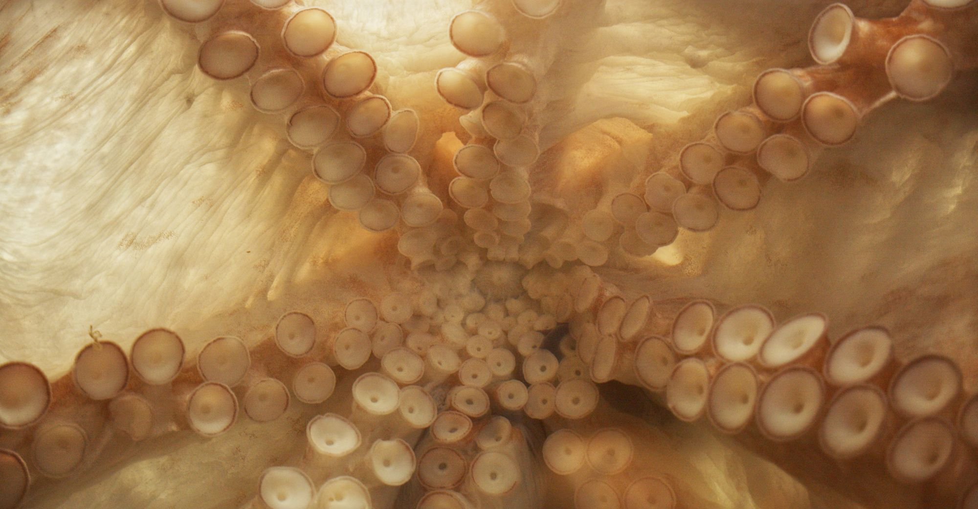 Tuomas A. Laitinen, Siphon at Pioneer Works