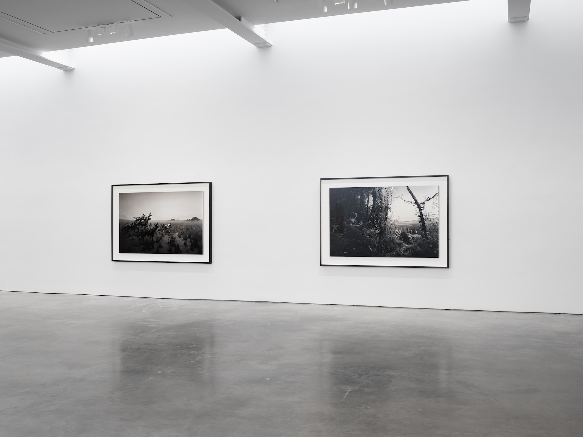 Hiroshi Sugimoto, Unnatural Habitat at Lisson, photo 11