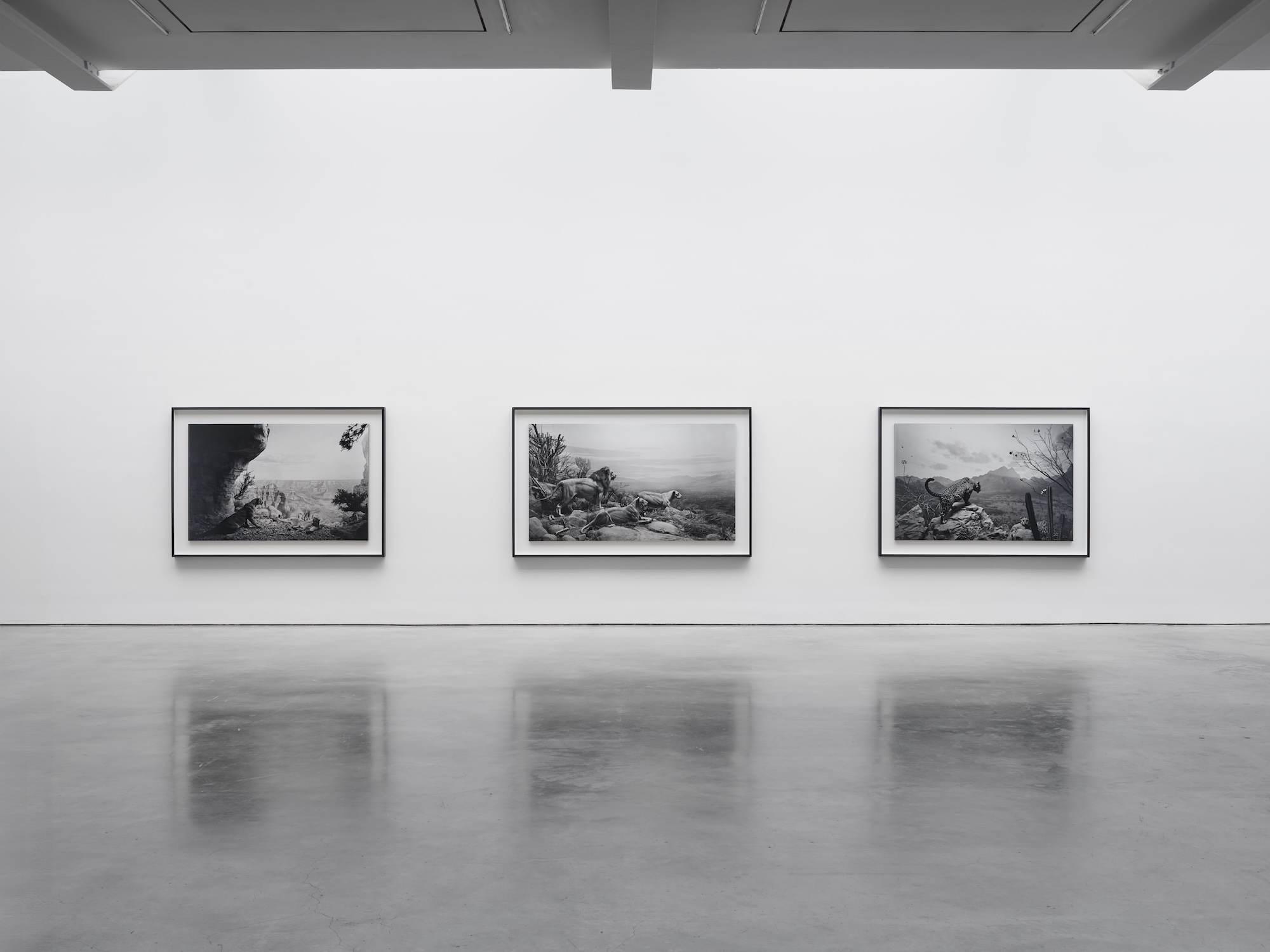 Hiroshi Sugimoto, Unnatural Habitat at Lisson, photo 6