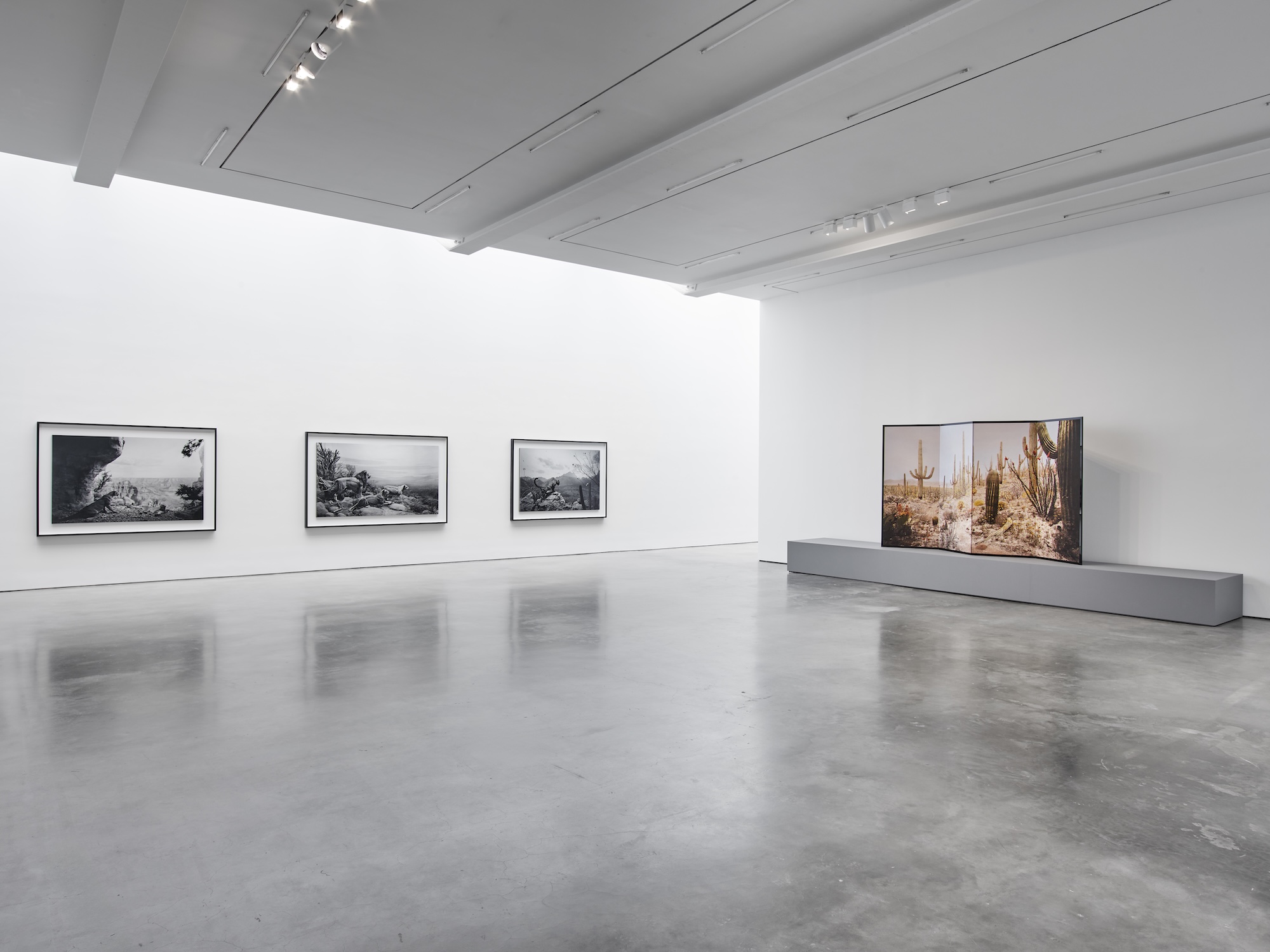 Hiroshi Sugimoto, Unnatural Habitat at Lisson, photo 7