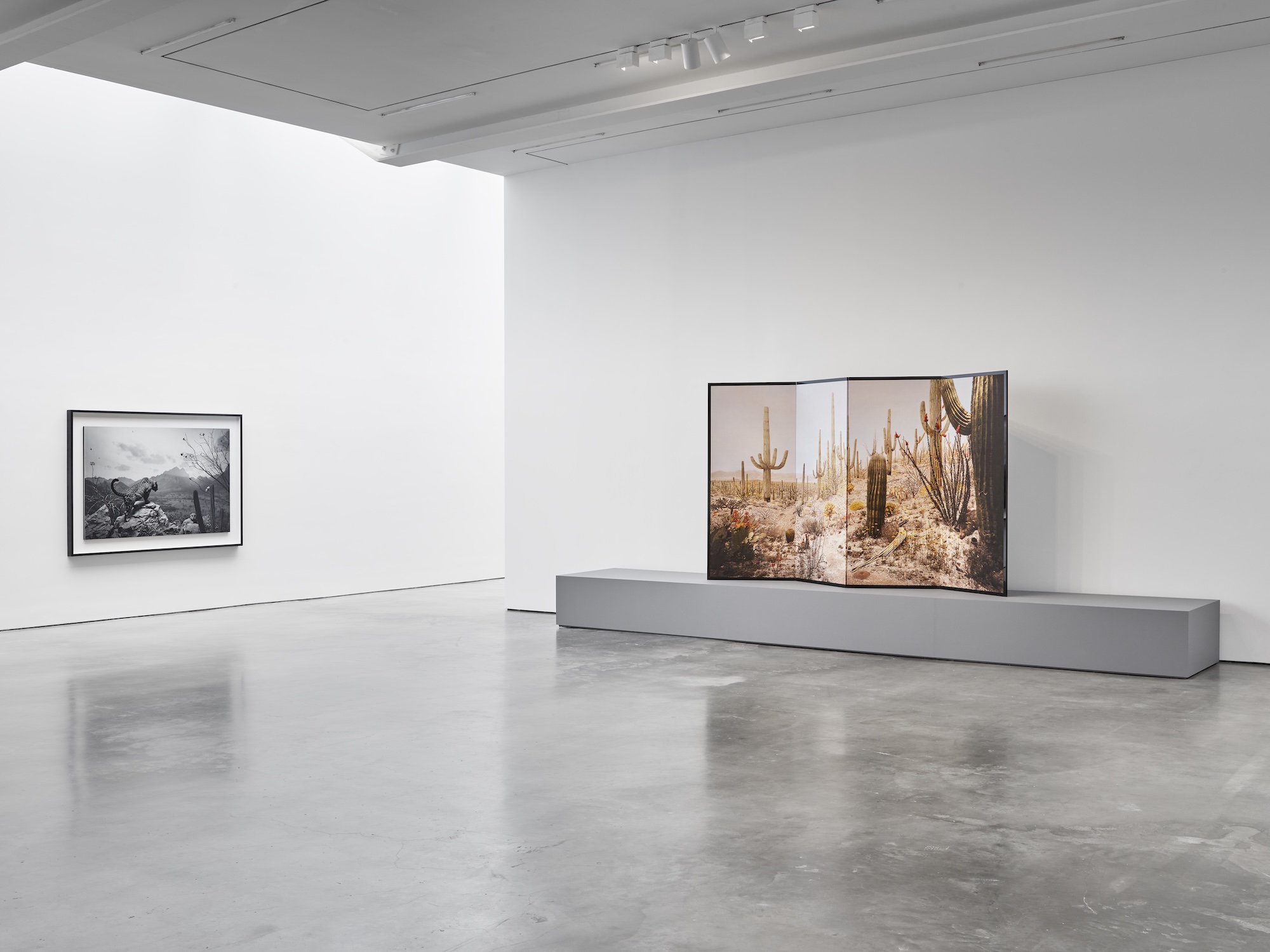 Hiroshi Sugimoto, Unnatural Habitat at Lisson, photo 8